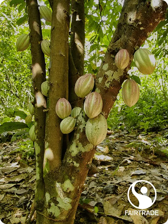 lækre fairtrade kakaorbønner
